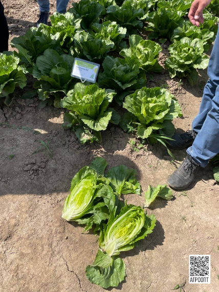 Кранчита семена салата ромэн (Rijk Zwaan / Райк Цваан) в поле – фото 17