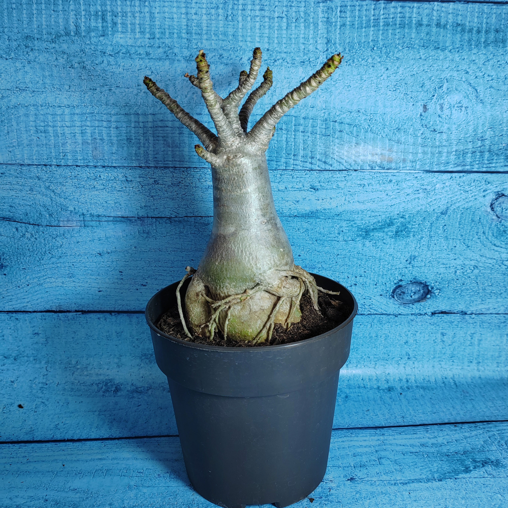 Adenium Baobab (Адениум)