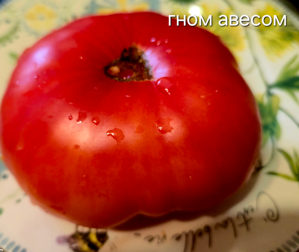 Гном авесом