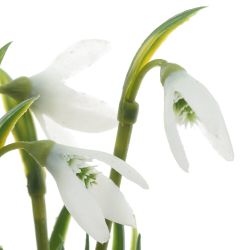 GAEM Цветочная композиция "Подснежники", L13 W12 H28 см