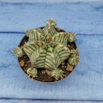 Euphorbia meloformis f. Variegated (Эуфорбия вариегатная)