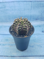 Gymnocalycium T-Rex Pink hybride (Гимнокалициум T-rex)