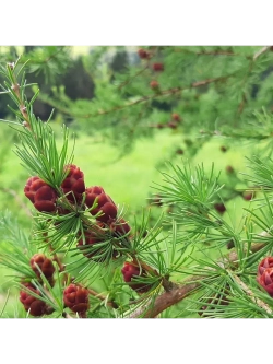 Саженец Лиственница сибирская