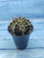 Gymnocalycium T-Rex Pink hybride (Гимнокалициум T-rex)