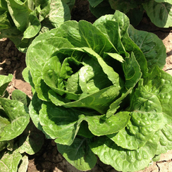 КВИНТУС семена салата (Rijk Zwaan | Alexagro)