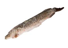 Щука замороженная непотрошеная~2.5кг