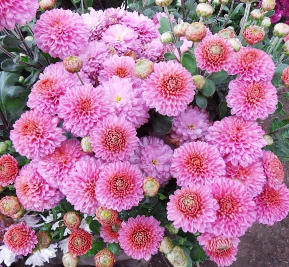 Хризантема корейская Дюймовочка