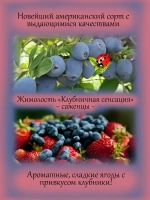 Жимолость Клубничная сенсация Стробери Сенсейшен
