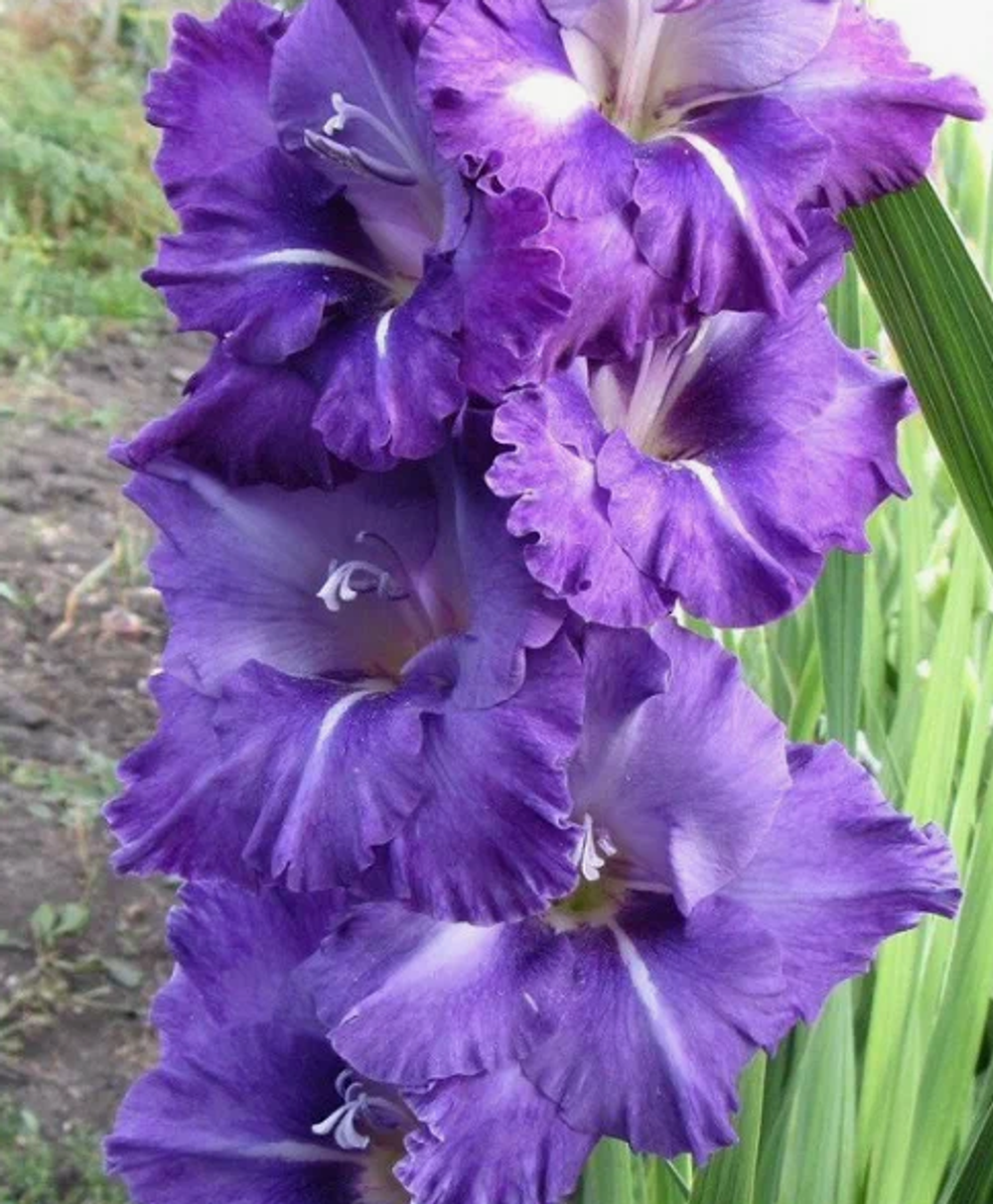 Гладиолус крупноцветковый Блу айл луковица март 2026