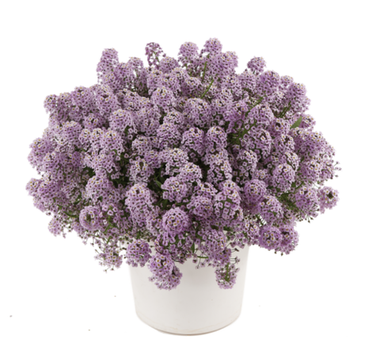 2421 Алиссум STREAM COMPACT VIOLET