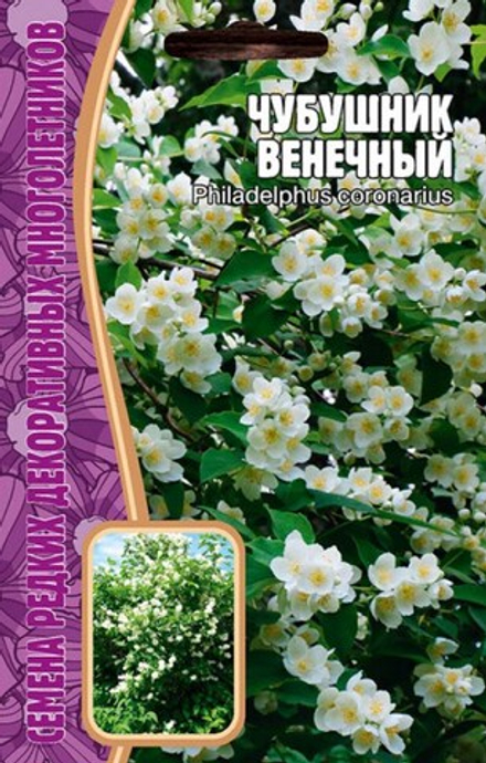 Чубушник Венечный  15шт ЧК