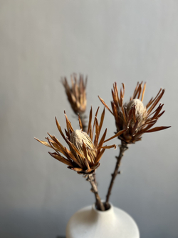 Протея Брэнда