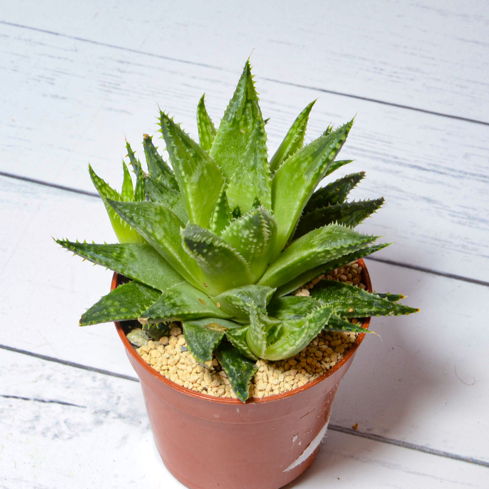 Haworthia Reticulata (Хавортия)