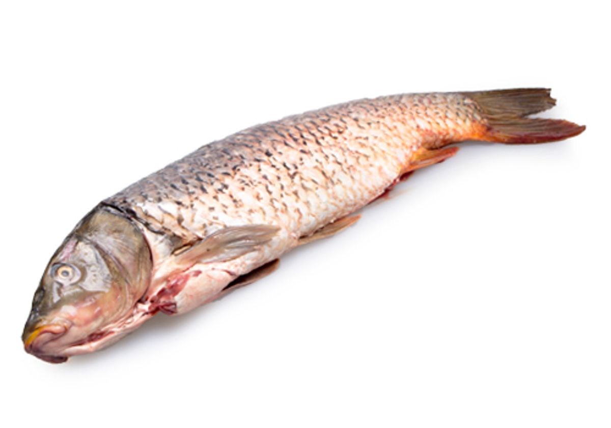 Купить малька и крупную рыбу сазан для зарыбления пруда. Цены в Москве и в Подмосковье в Дедовске