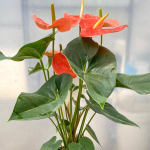 Антуриум Андрэ NEBRASKA