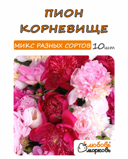 Пион Корневище, Микс разных сортов, 10шт