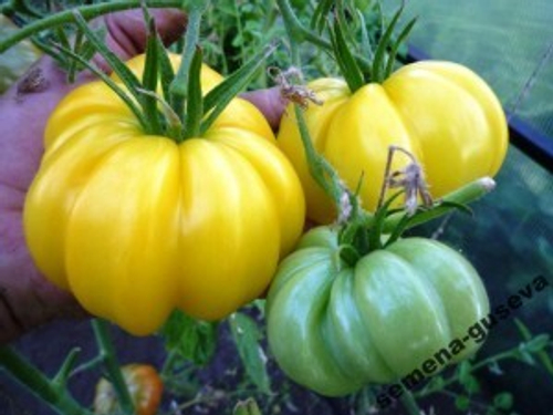 Помидоры Рифлёные Yellow Riffled