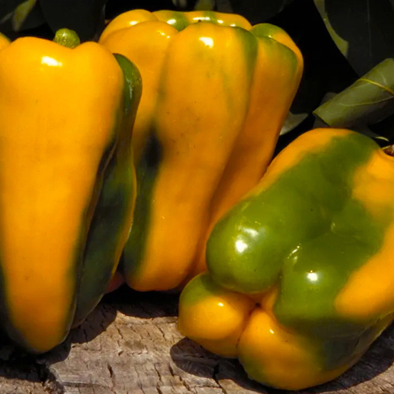 Джемини F1 семена перца сладкого (Nunhems / ALEXAGRO) культура – фото 7