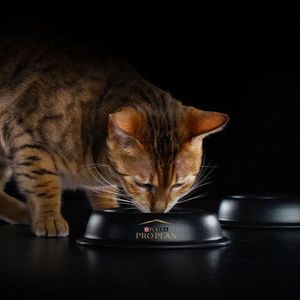 Уценка! Срок 30.07.26/ Сухой корм Pro Plan для кошек, для красоты шерсти и здоровья кожи с лососем