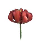 Суккулент 131 красный