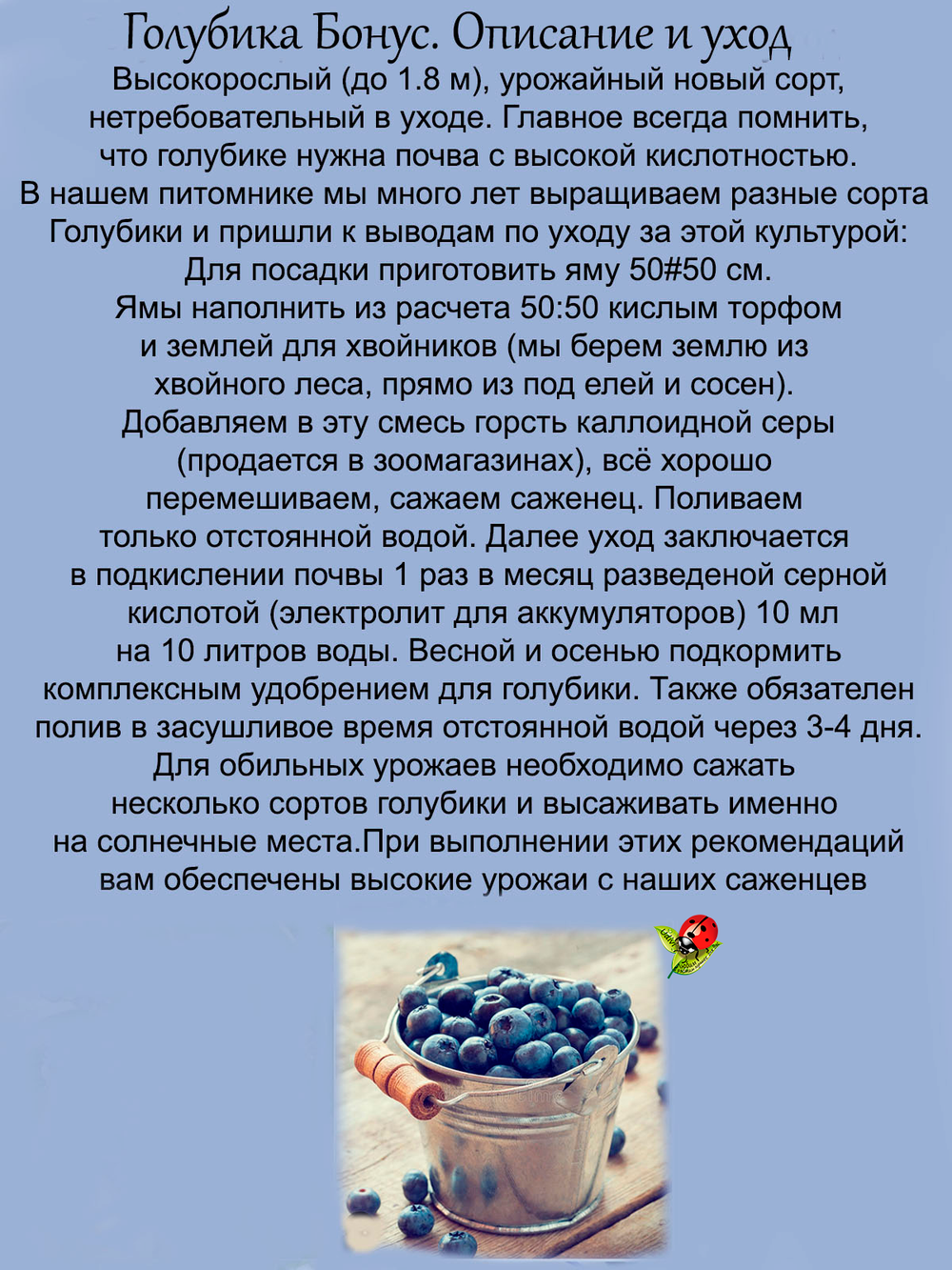 Голубика Бонус крупноплодная высокорослая