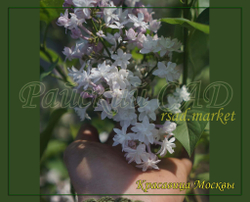 Сирень Красавица Москвы (Krasavitsa Moskvy)