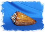 Раковина Conus vexillum, Конус вымпел
