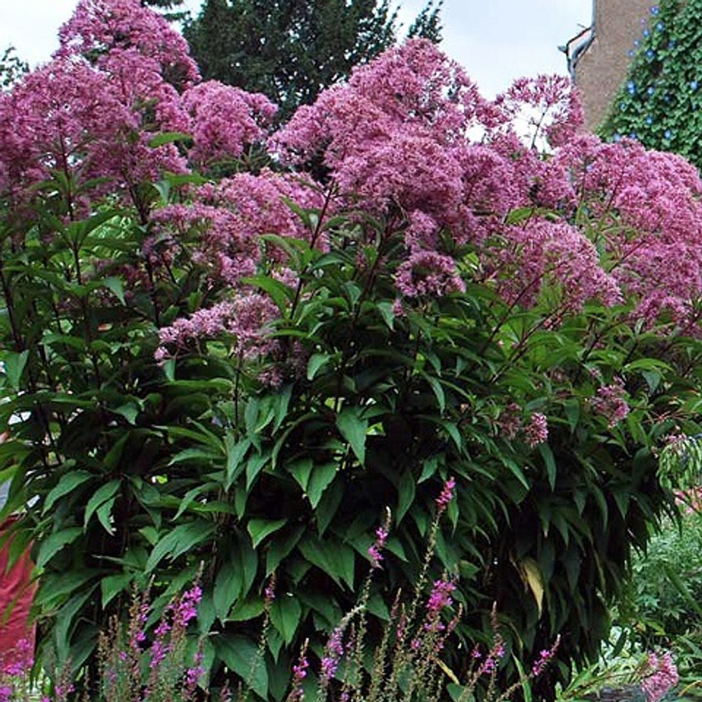 Посконник пятнистый Atropurpureum