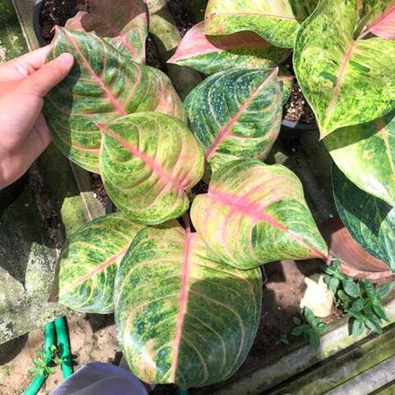 Аглаонема SUSAN