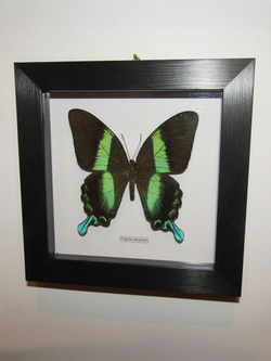 Бабочка Papilio blumei в рамке