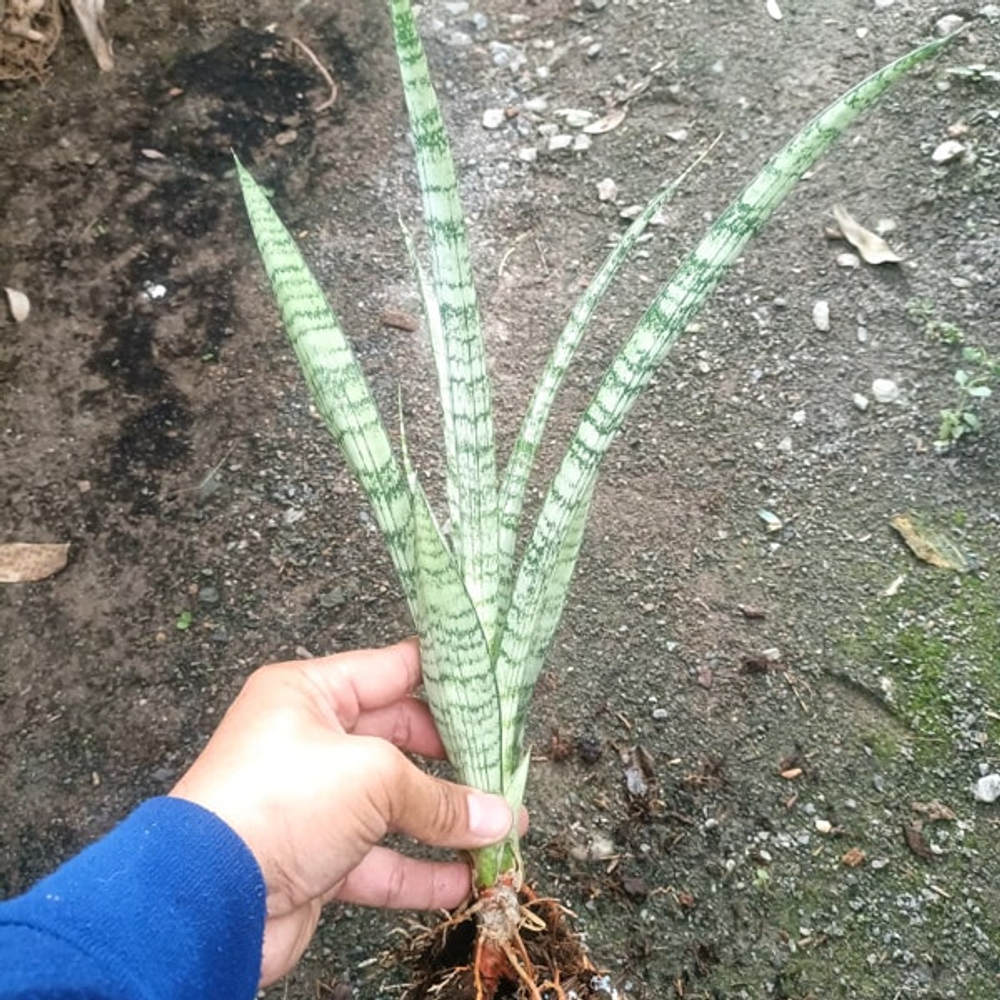 Сансевиерия PEARL GIRL