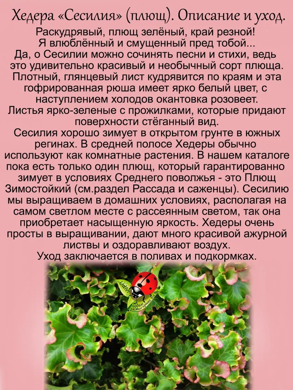 Хедера Сесилия Плющ гофрированный