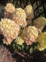 Гортензия метельчатая Пантера