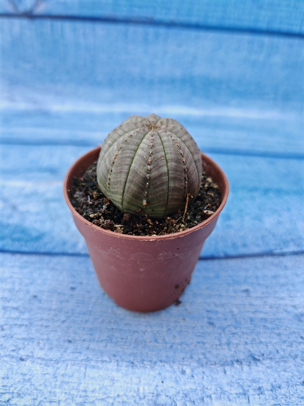 Euphorbia Obesa (Эуфорбия)