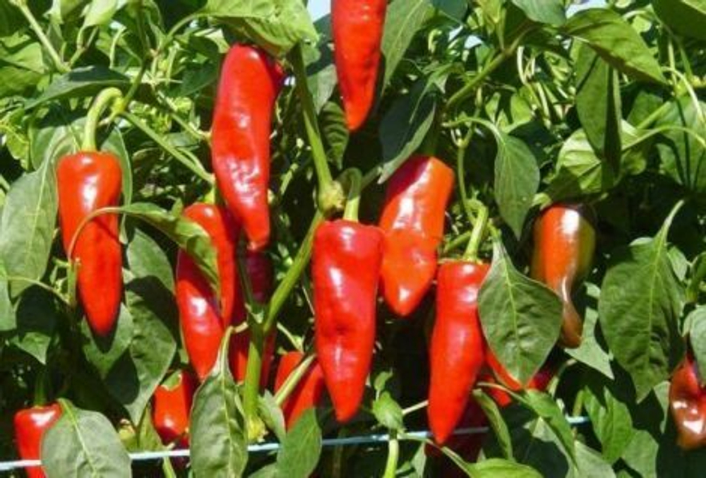 Перец сладкий Рубине F1