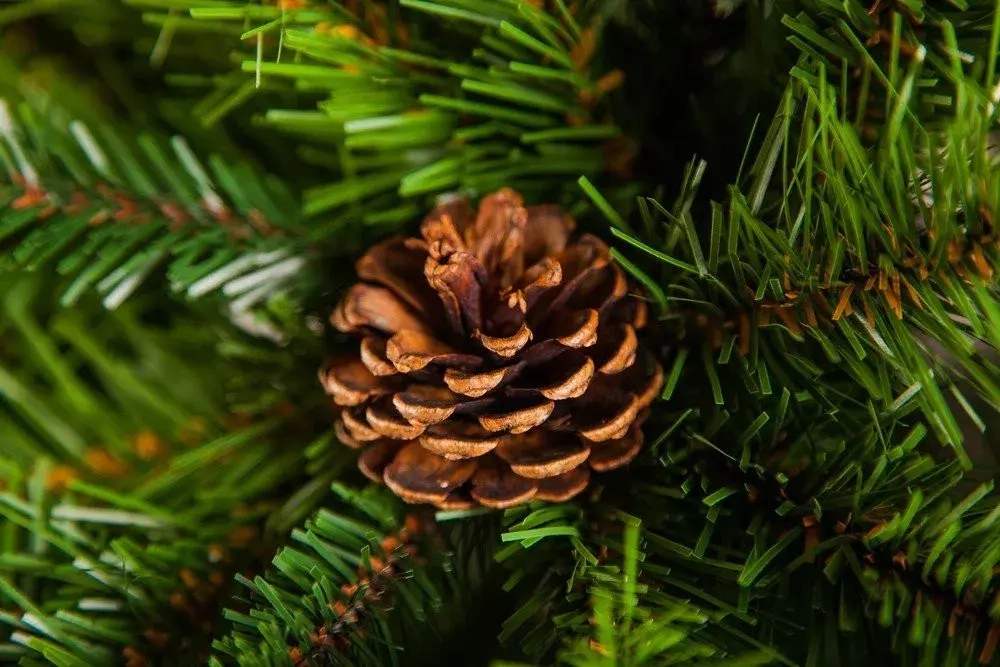 Елка Императрица с шишками 200 см., мягкая хвоя, Triumph Tree (73262)