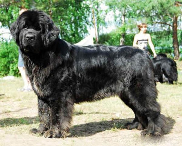 Ньюфаундленд