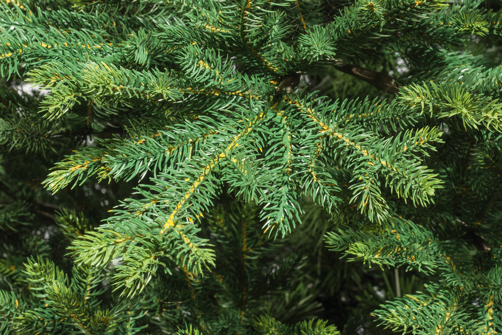 Ель искусственная Царь елка Диамант 180 см ДМН-180