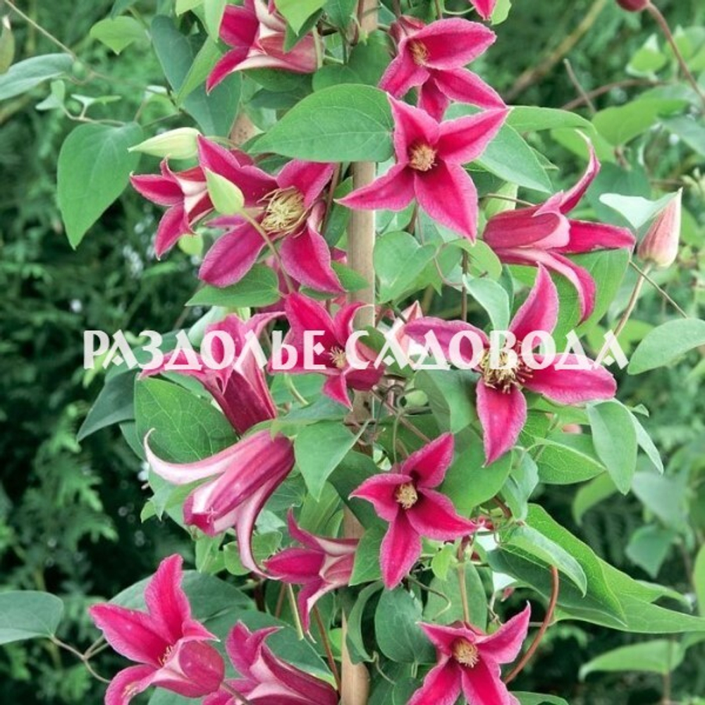 Клематис Принцесса Диана