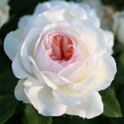 Стефани Баронинцу Гуттенберг (Stephanie Baroninzu Guttenberg)