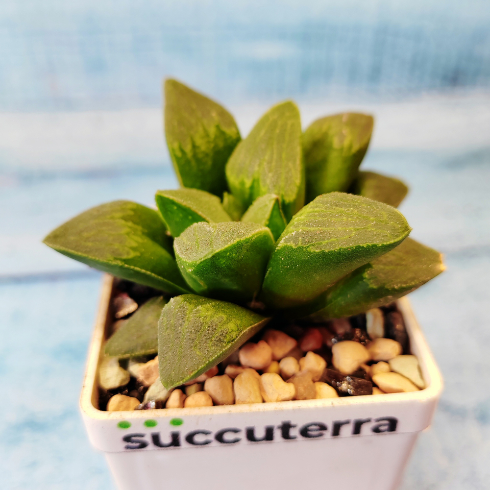 Haworthia Pygmaea (Хавортия)