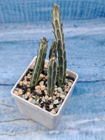 Senecio Stapeliiformis (Крестовник)