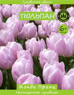 Тюльпан Луковица, Кэнди Принц, 6+ шт