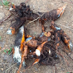 Молочай Палласа - корень Фишера (250г)