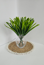 Осока Карекс / Арт 5003