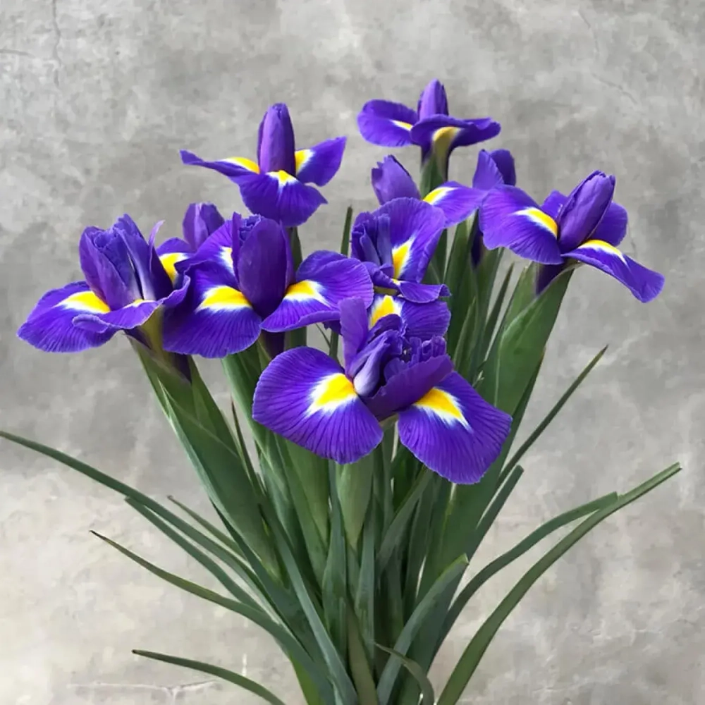 Ирис Sapphire Beauty (Голландский гибрид)