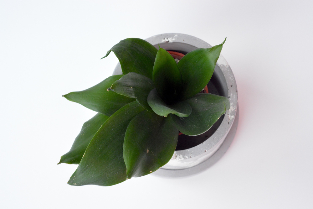 Сансевиерия Ханни Блэк / Sansevieria Honey Black