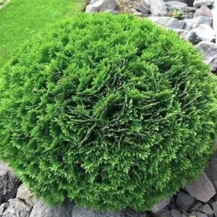 Туя западная Green Bubble (Грин бабл) 20см