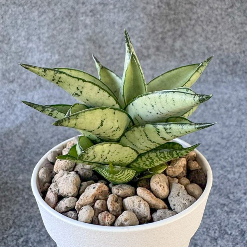 Сансевиерия URANUS