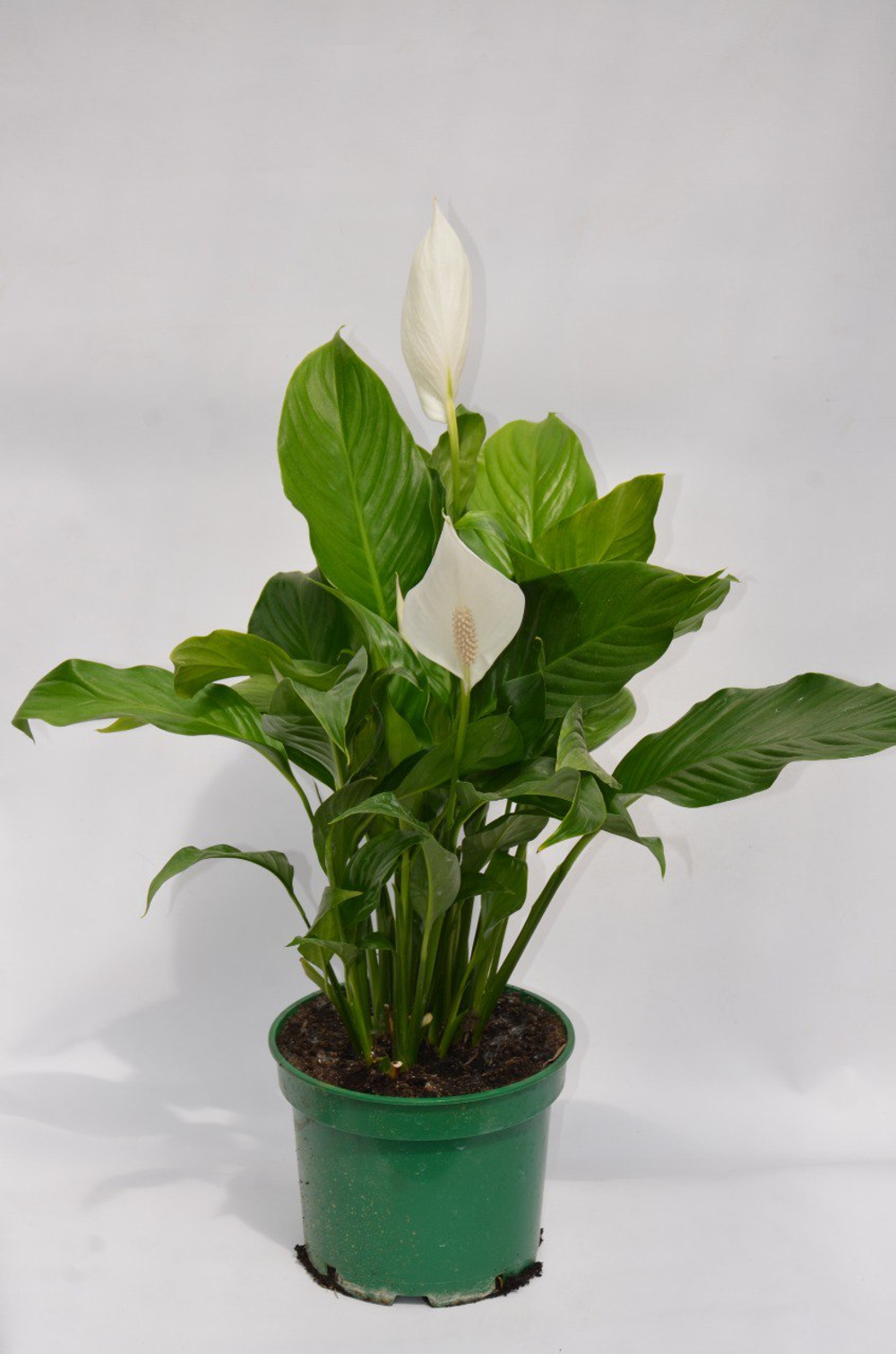 Спатифиллум д.22 СП